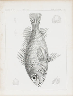 Fishes Plate XXI 1859 U.S.P.R.R. Lithograph Fish Print