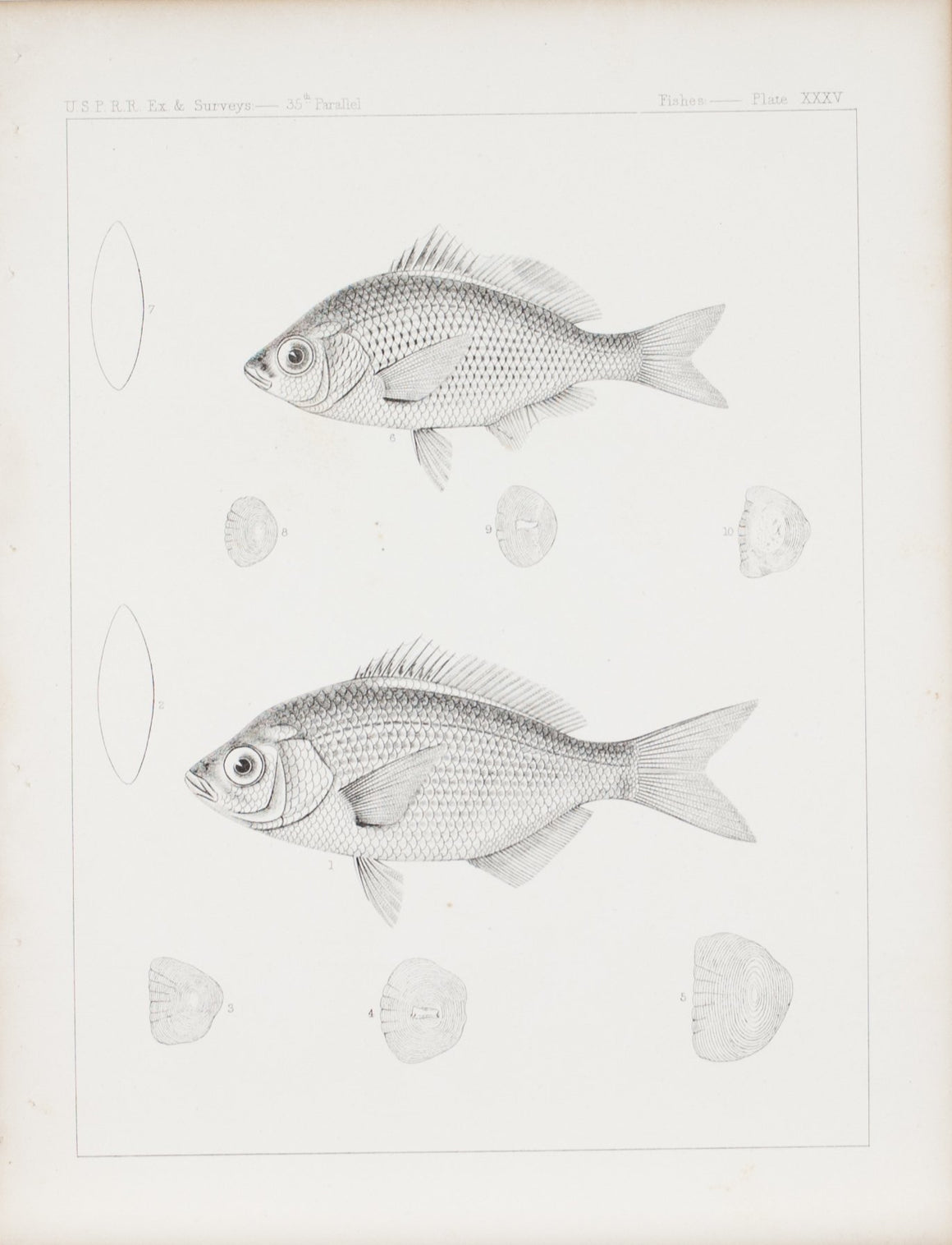 Fishes Plate XXXV 1859 U.S.P.R.R. Lithograph Fish Print