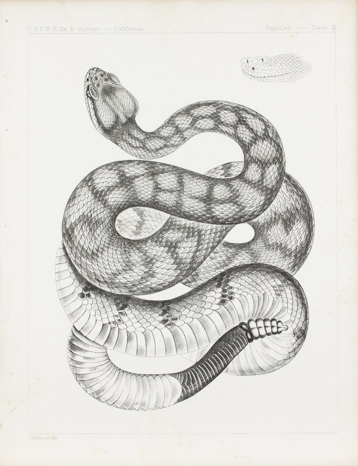 Cobra Snake Plate II 1859 U.S.P.R.R. Lithograph Reptiles Print