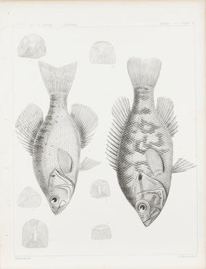 Fishes Plate II 1859 U.S.P.R.R. Lithograph Fish Print