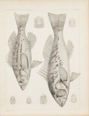Fishes Plate XII 1859 U.S.P.R.R. Lithograph Fish Print