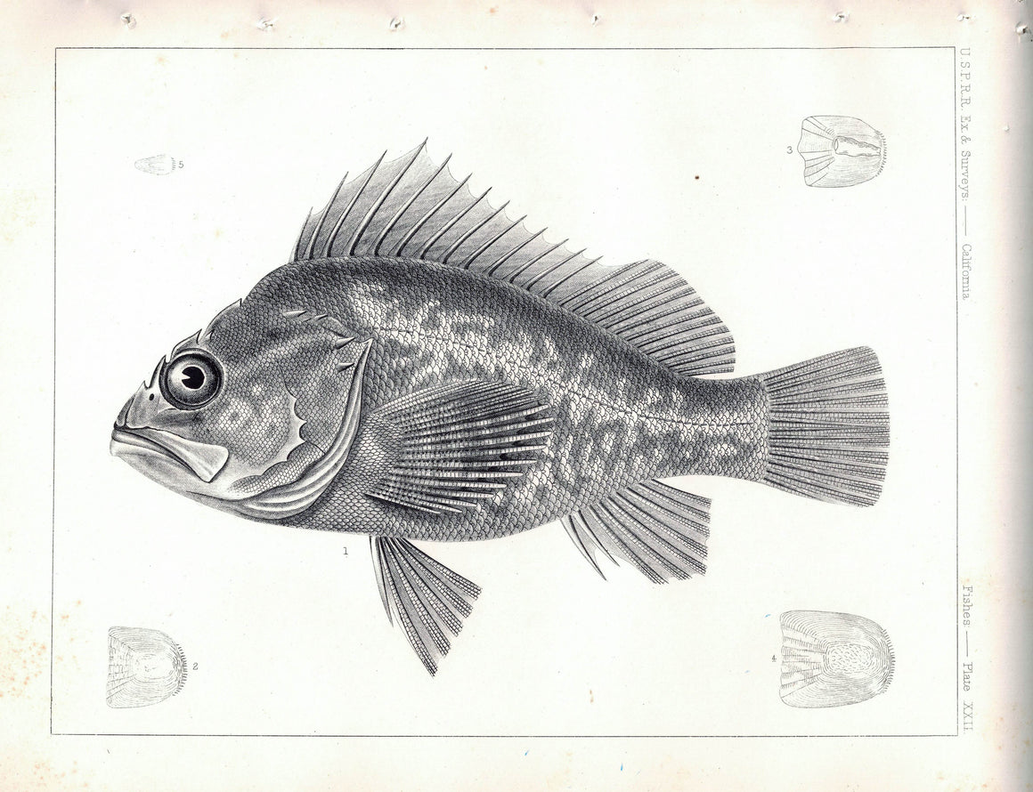Fishes Plate XXII 1859 U.S.P.R.R. Lithograph Fish Print