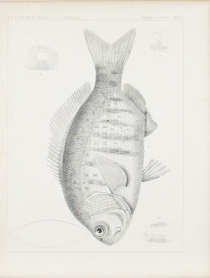Fishes Plate XXXIX 1859 U.S.P.R.R. Lithograph Fish Print