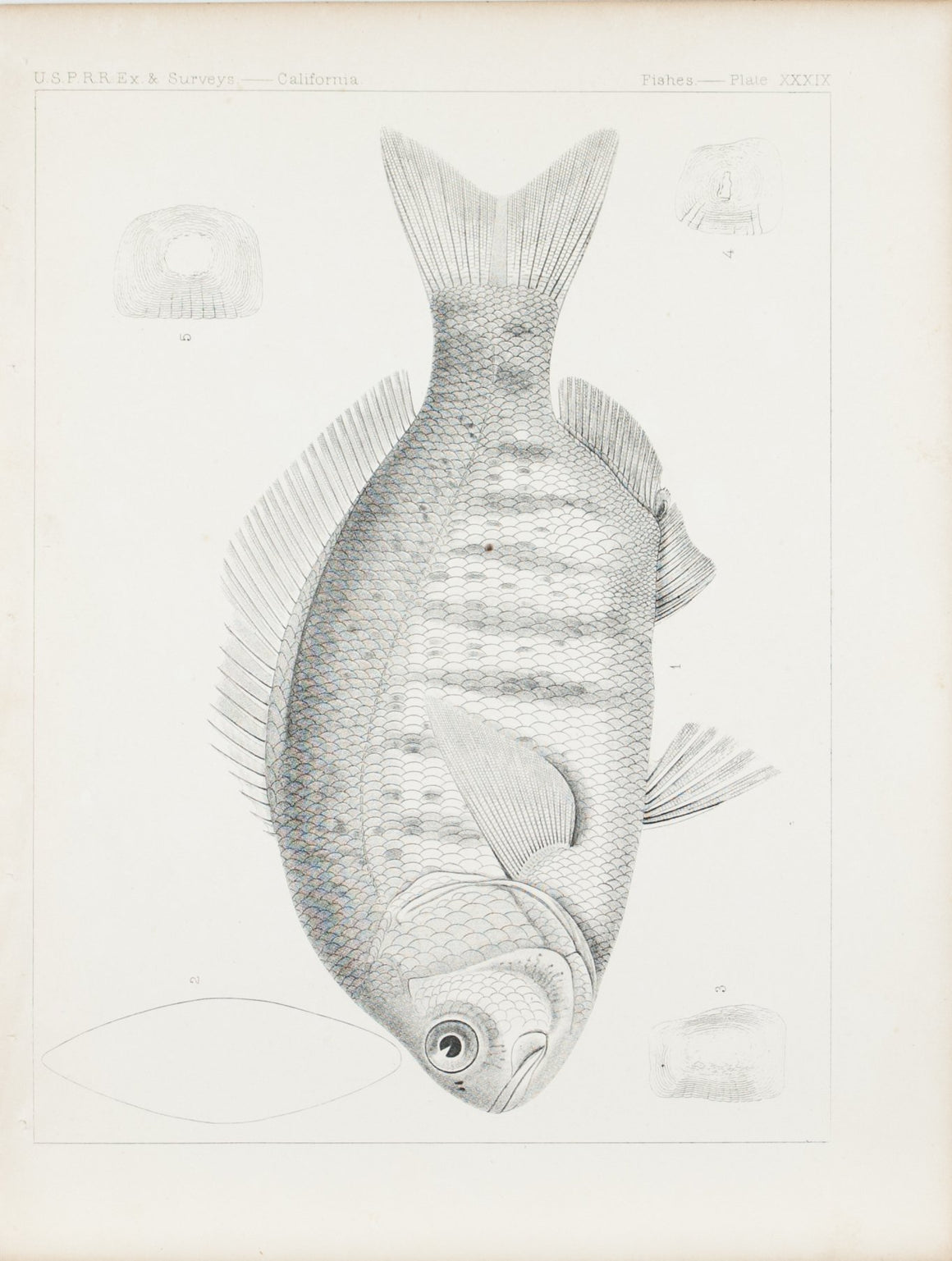 Fishes Plate XXXIX 1859 U.S.P.R.R. Lithograph Fish Print