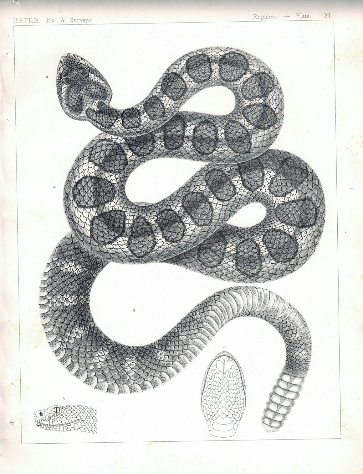 Snake Plate XI 1859 U.S.P.R.R. Lithograph Reptiles Print