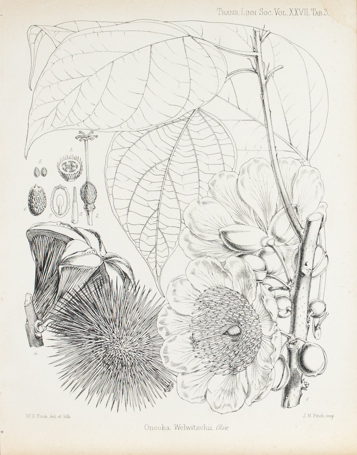 Oncoba Welwitschii, Oliv 1869 Botany Flower Print by Fitch Desert Plant
