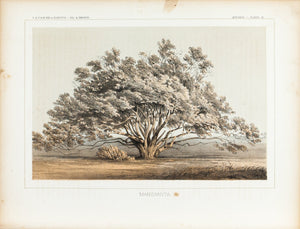 Manzanita Tree Antique Botany Print 1857 USPRR Antique Survey Lithograph Print