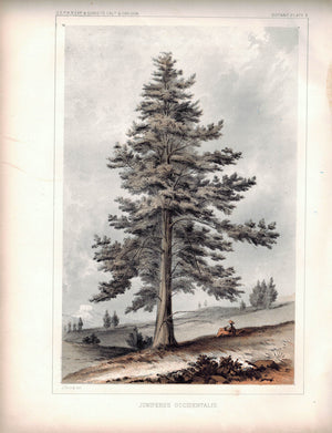 Juniperus Occidentalis Tree Antique Botany Plate X 1857 USPRR Survey Lithograph
