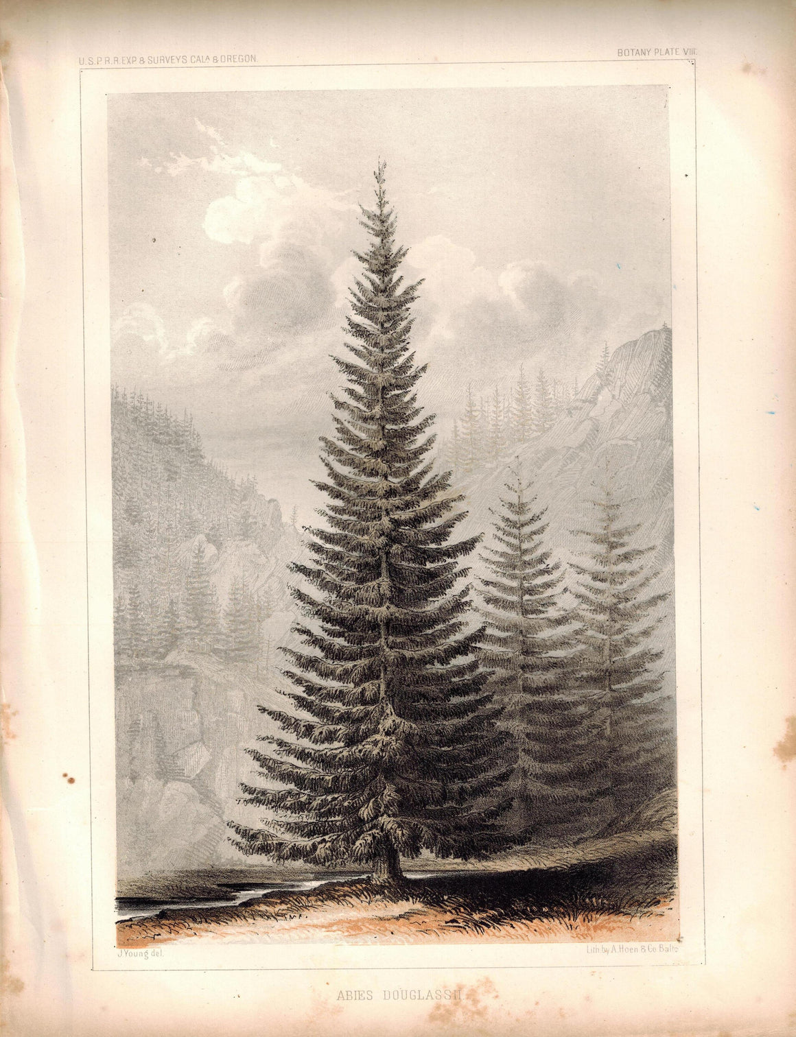 Abies Douglassii Tree Antique Botany Plate VIII 1857 USPRR Survey Print