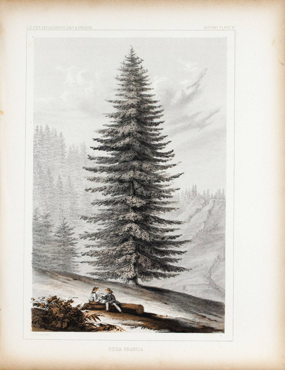 Picea Grandis Tree Antique Botany Plate VI 1857 USPRR Survey Lithograph Print