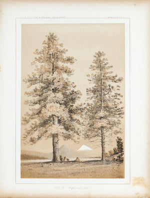 Pinus Ponderosa Tree Antique Botany Print 1857 USPRR Survey Lithograph