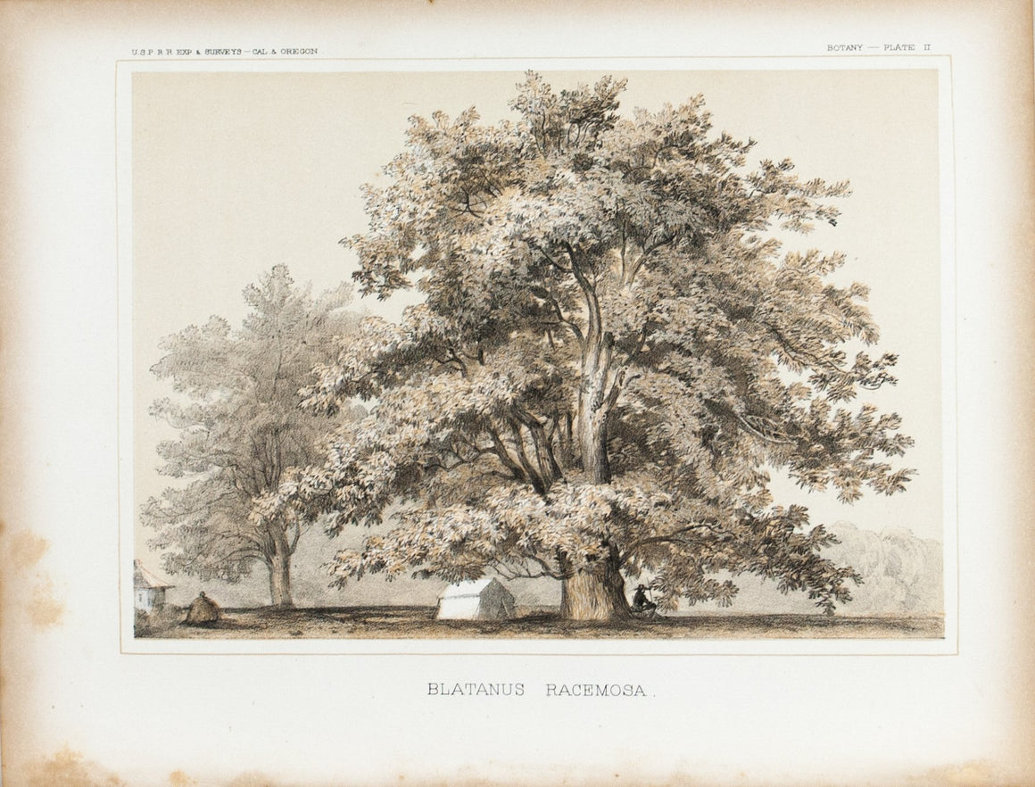 Blatanus Racemoss Tree Antique Botany Plate II 1857 USPRR Survey Print