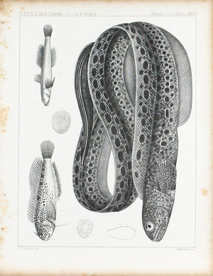 Anarrhichthys Felis Blennius Gentilis Plate XXVa Antique Fish Print 1857