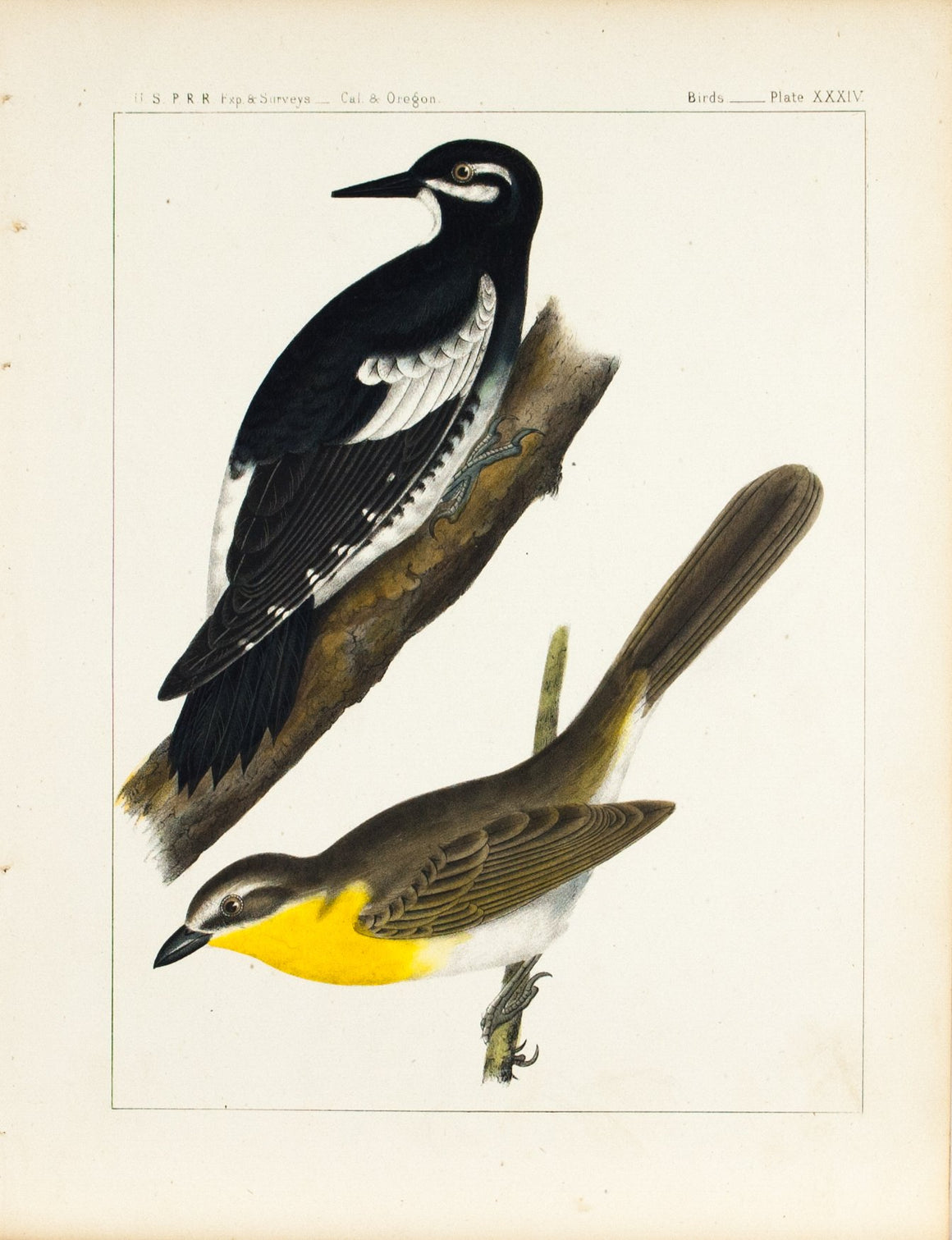 Woodpecker (Williamson's Sapsucker) Plate XXXIV 1857 Color Antique Bird Print