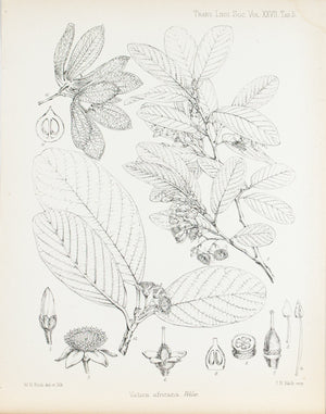 Vatica Africana Flower Plant 1869 Botany Antique Print by Fitch Desert Plants