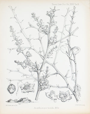 Acanthosicyos Horridus Horrida Welw 1869 Antique Botany Flower Print by Fitch
