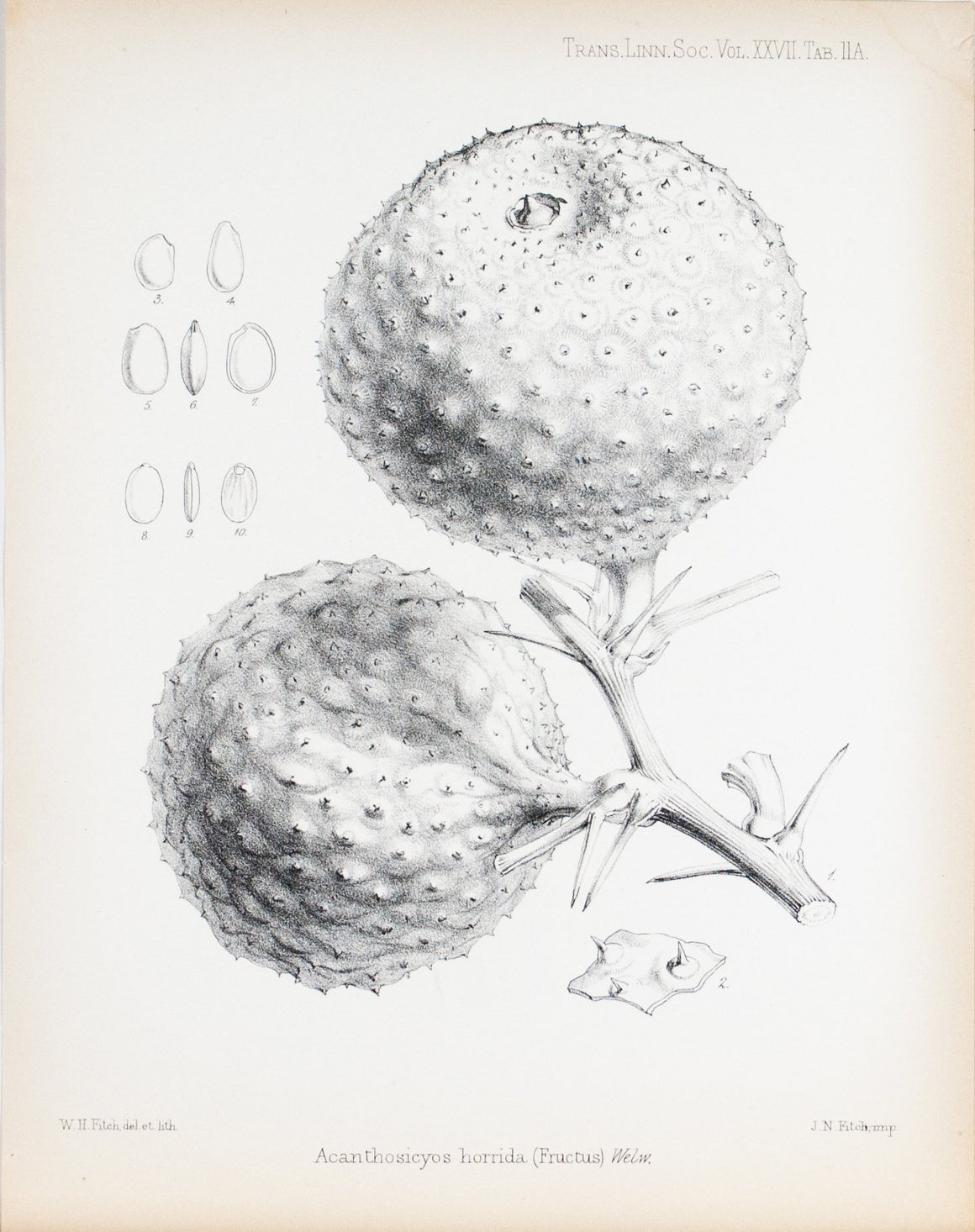 Fructus Acanthosicyos Horridus Horrida, Welw 1869 Botany Flower Print by Fitch