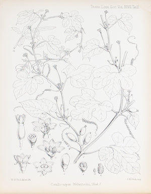 Corallocarpus Welwitschii, Welw 1869 Botany Flower Print by Fitch Desert Plant