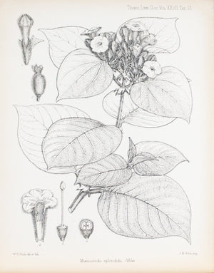 Mussaenda, Mussaenda Splendida, Welw 1869 Botany Flower Print by Fitch