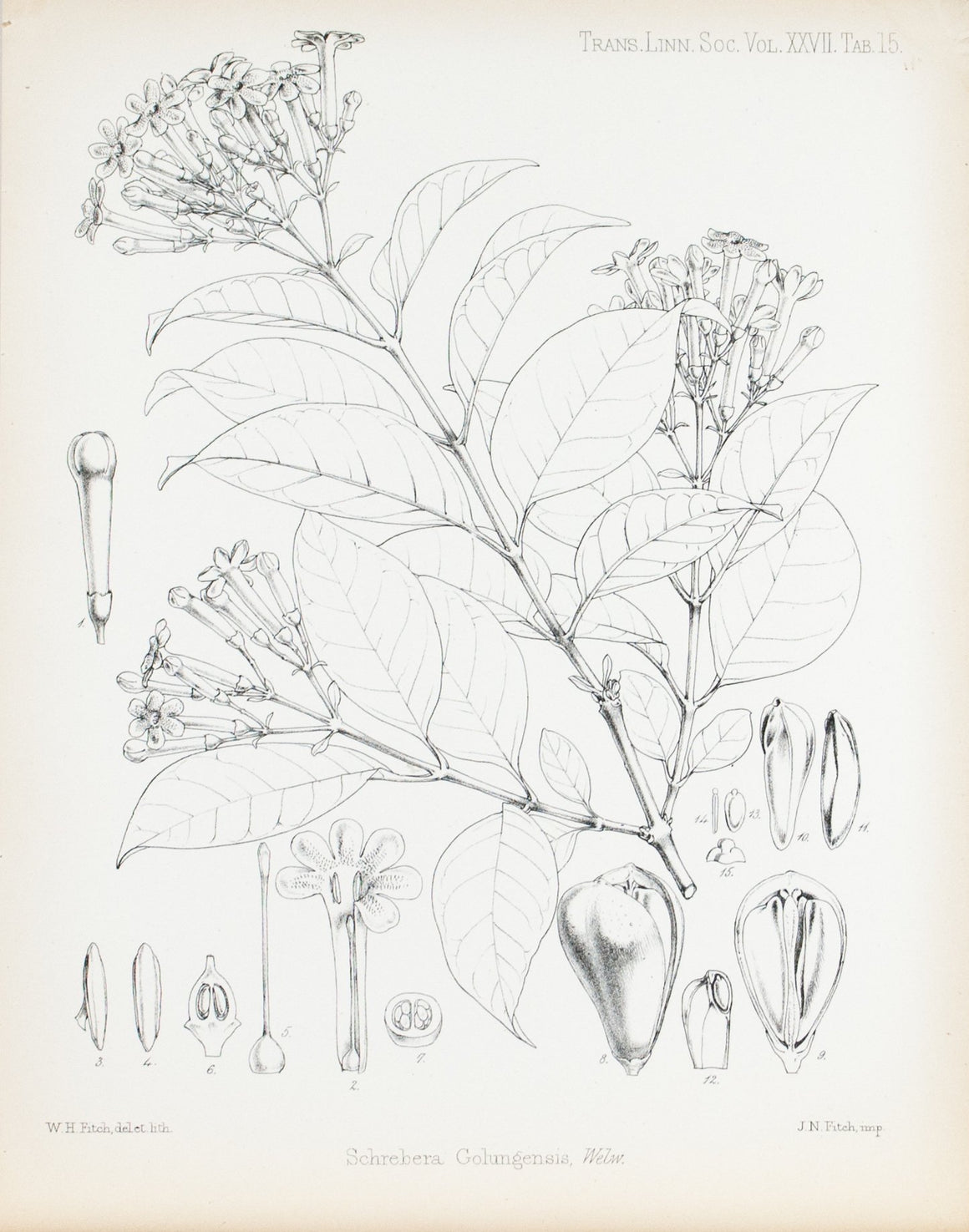 Schrebera Golungensis, Welw 1869 Botany Flower Print by Fitch Desert Plant