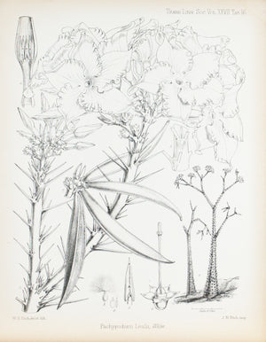 Pachypodium Lealii, Welw 1869 Botany Flower Print by Fitch Desert Plant