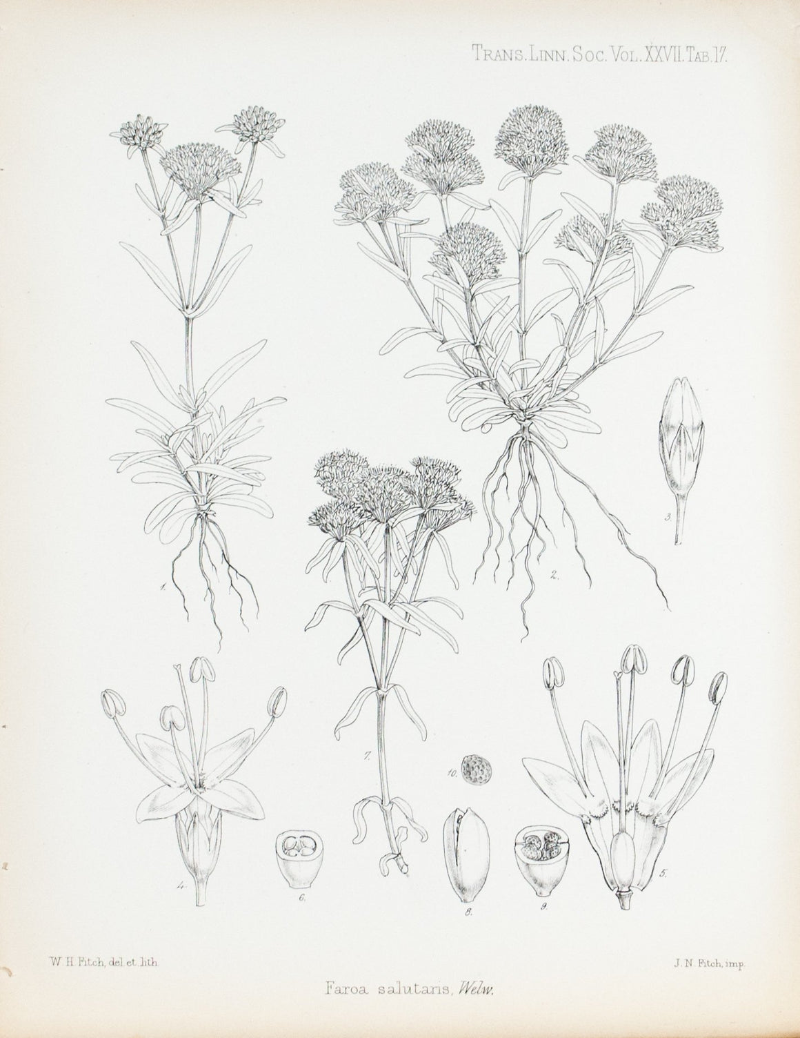 Faroa Salutaris, Welw 1869 Botany Flower Print by Fitch Desert Plant
