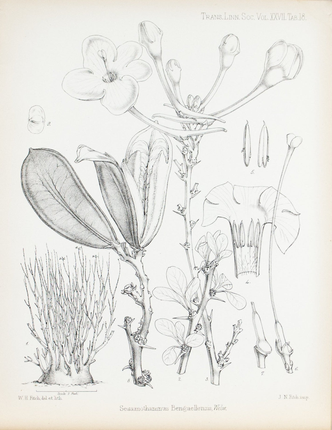 Sesamothammus Benguellenis, Welw 1869 Botany Flower Print by Fitch Desert Plant