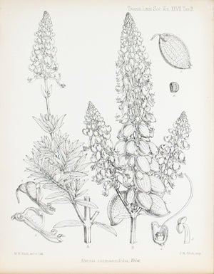 Alvesia Rosmarinifolia, Welw 1869 Botany Flower Print by Fitch Desert Plant
