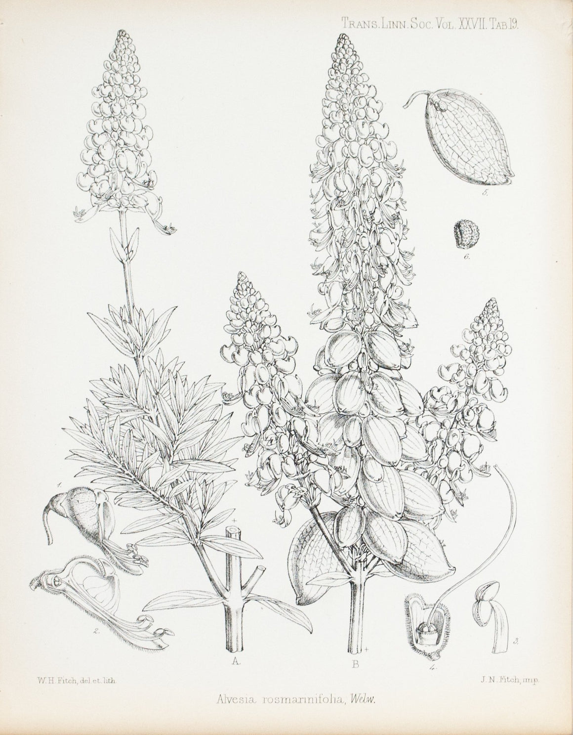 Alvesia Rosmarinifolia, Welw 1869 Botany Flower Print by Fitch Desert Plant