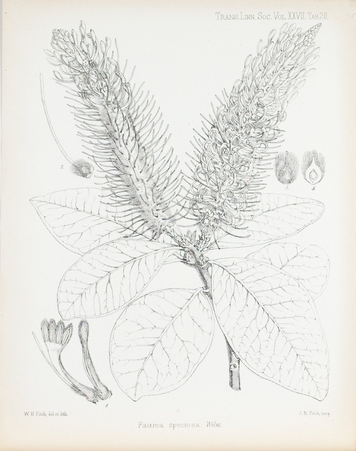 Faurea Speciosa, Welw 1869 Botany Flower Print by Fitch Desert Plant