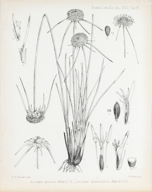 Ascolepis Speciosa, Welw 1869 Botany Flower Print by Fitch Desert Plant