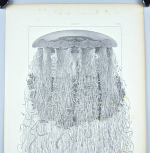 Cyanea Arctica Jellyfish Antique 1860 Print Sea Life Plate III Large Art Image