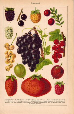 1925 Soft Fruit - Joseph Meyer