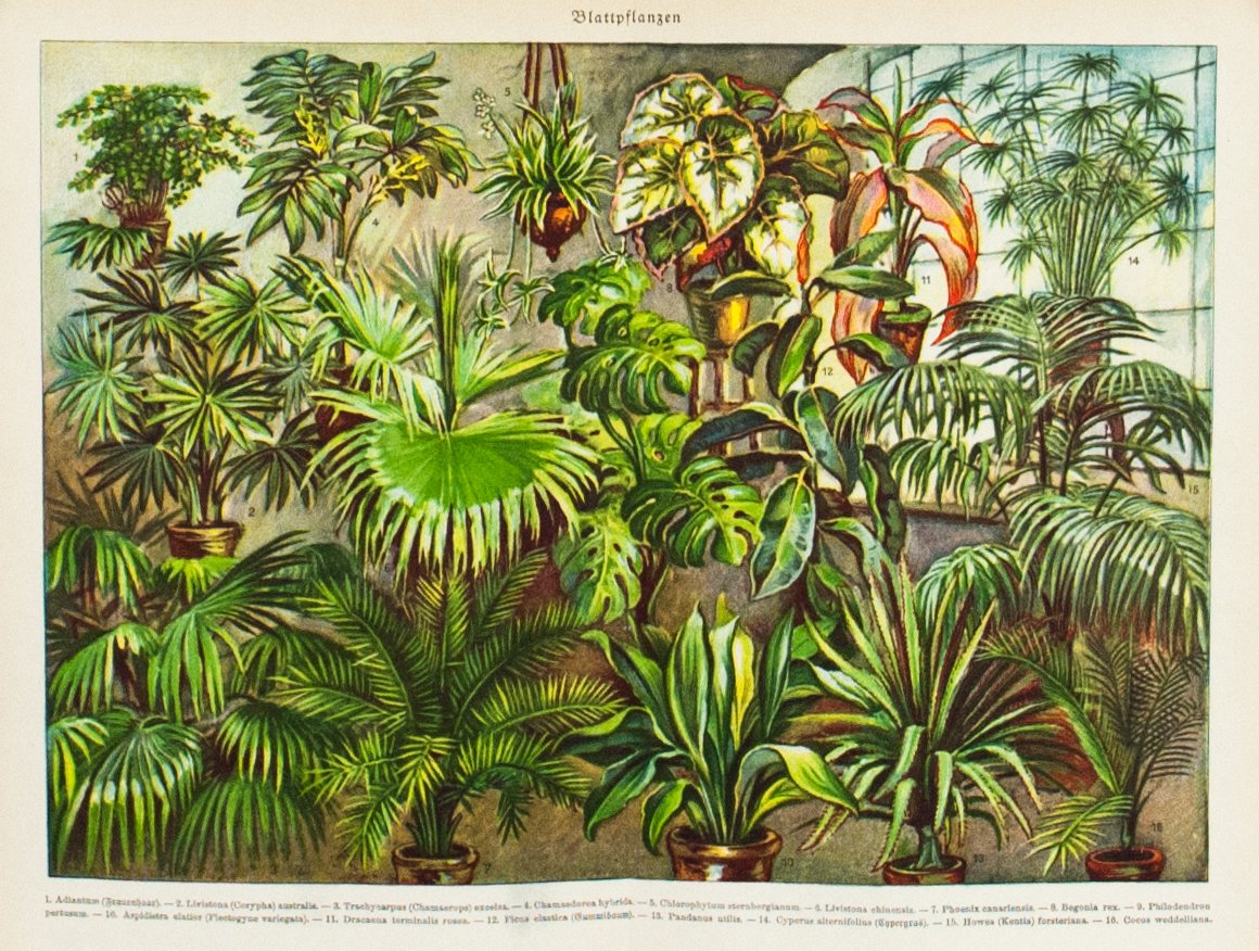 1925 Foliage Plants - Joseph Meyer 