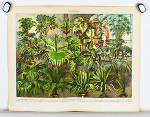 1925 Foliage Plants - Joseph Meyer