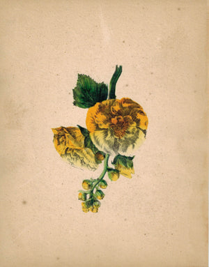 Beautiful Hand Colored Yellow Flower Antique Print 1841