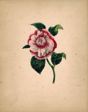 Beautiful Hand Colored Red & Pink Flower Antique Print 1841