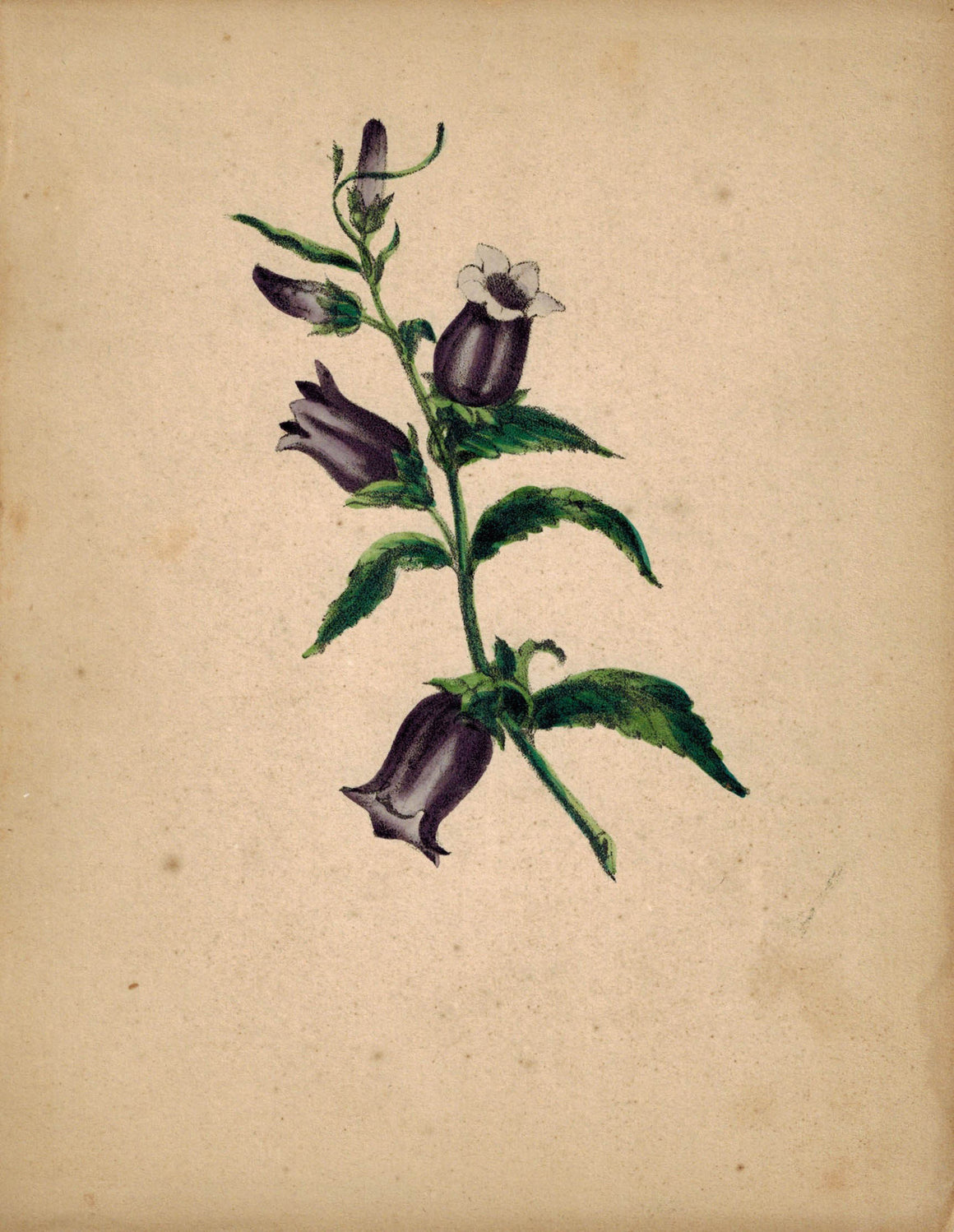 Beautiful Hand Colored Purple Flower Antique Print 1841