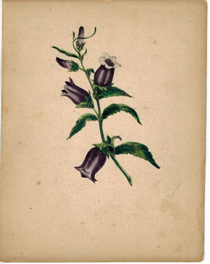 Beautiful Hand Colored Purple Flower Antique Print 1841