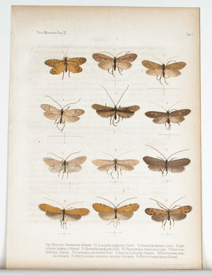 1859 Tab I - Caddisfly - Imprimerie de L Universite Imeriale
