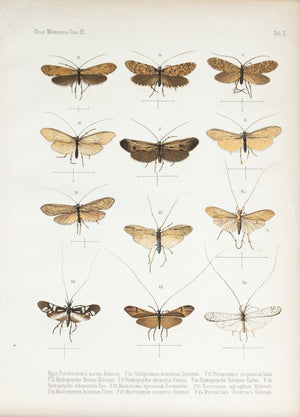 1859 Tab II - Caddisfly - Imprimerie de L Universite Imeriale 