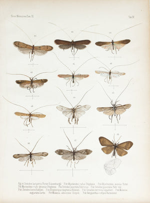 1859 Tab IV - Caddisfly - Imprimerie de L Universite Imeriale 