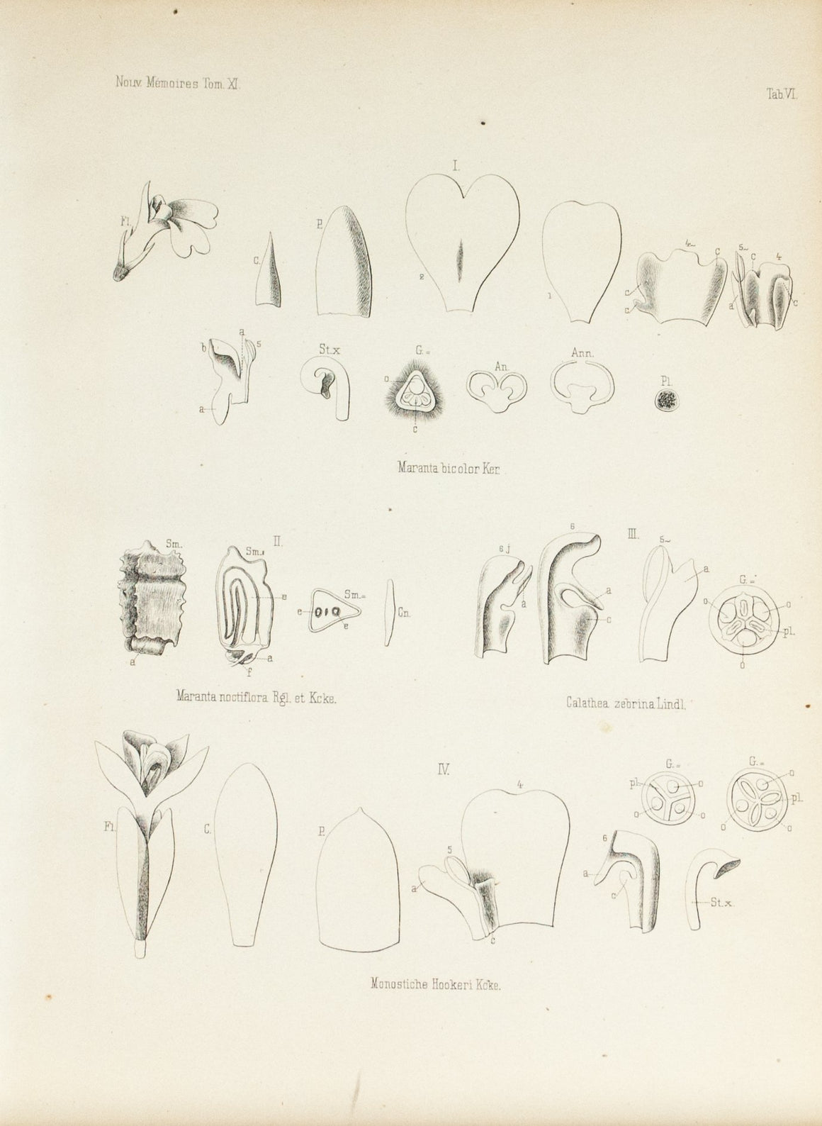 1859 Tab VI - Asian Plants - Imprimerie de L Universite Imeriale 