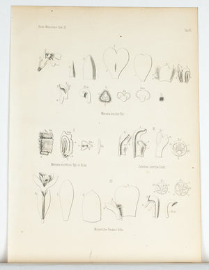 1859 Tab VI - Asian Plants - Imprimerie de L Universite Imeriale