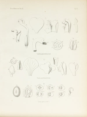 1859 Tab VII - Asian Plants - Imprimerie de L Universite Imeriale 