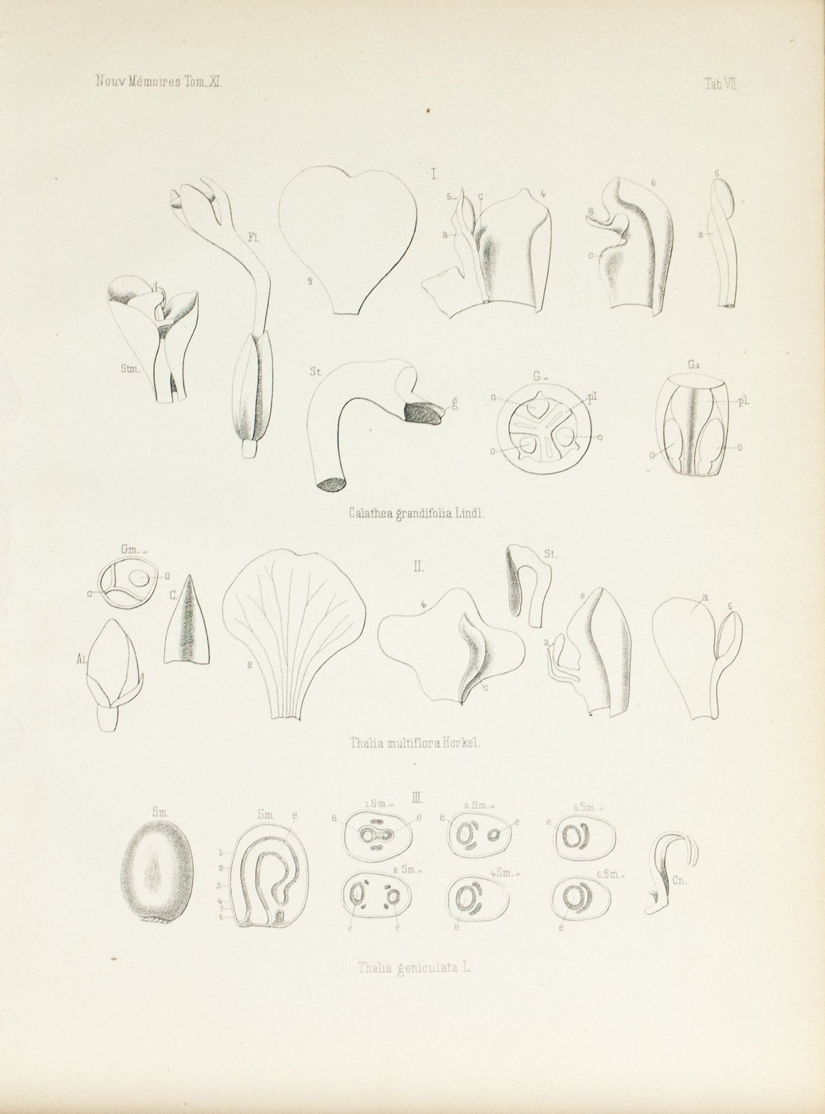 1859 Tab VII - Asian Plants - Imprimerie de L Universite Imeriale 