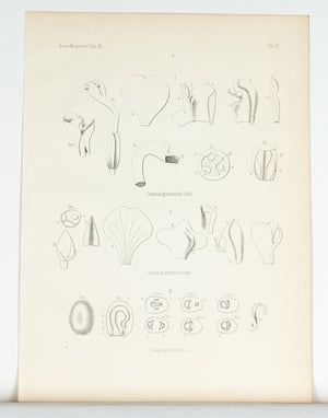 1859 Tab VII - Asian Plants - Imprimerie de L Universite Imeriale