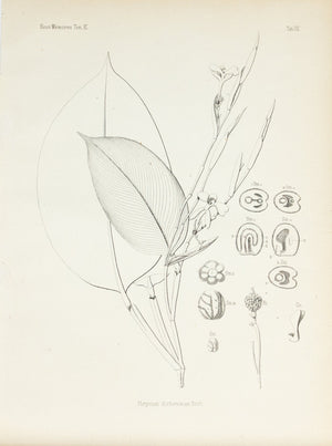 1859 Tab VIII - Asian Plants - Imprimerie de L Universite Imeriale 
