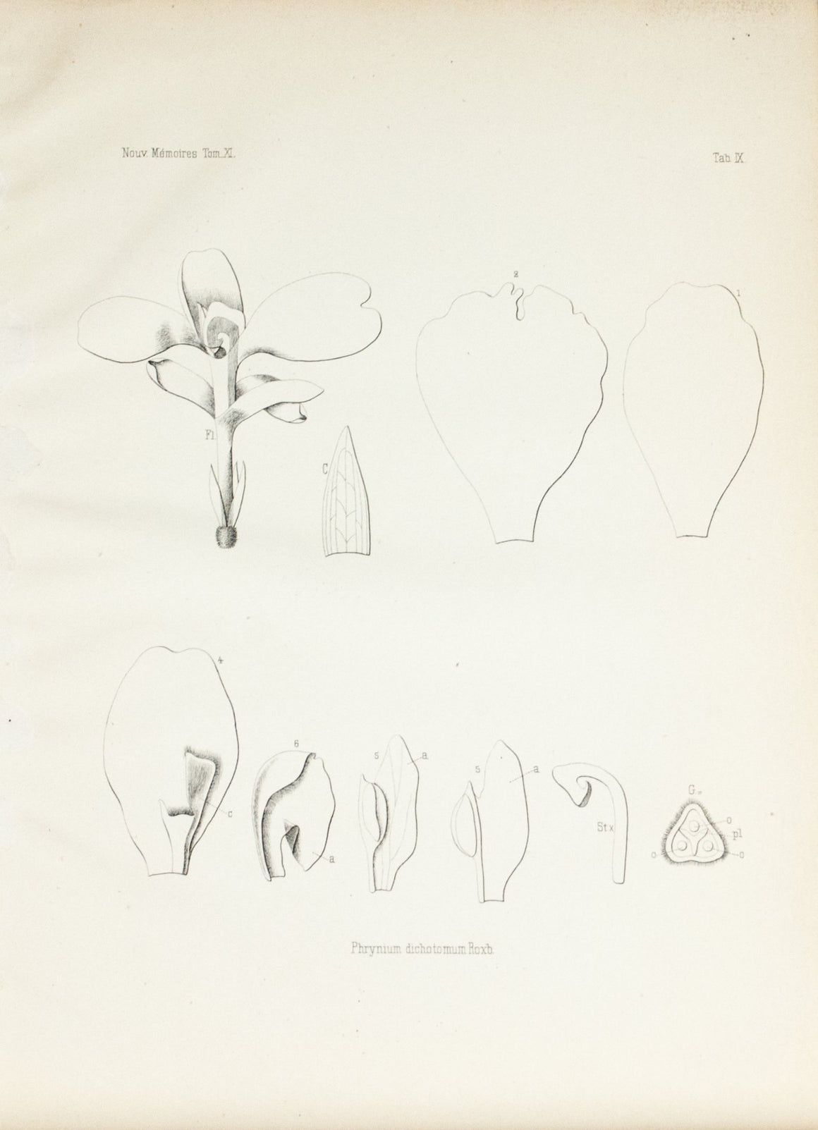 1859 Tab X - Asian Plants - Imprimerie de L Universite Imeriale 