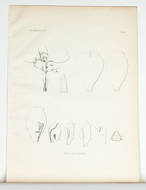 1859 Tab X - Asian Plants - Imprimerie de L Universite Imeriale